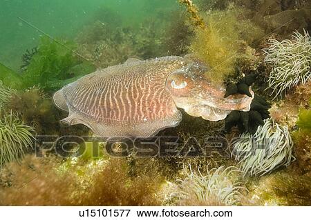 Stock Photo - Cuttlefish (Sepia officinalis) Portrait. Babbacombe, Torquay, South Devon, UK. Fotosearch