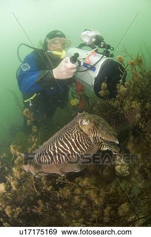 Cuttlefish (Sepia officinalis) Two in courtship/mating, being filmed by diver. Babbacombe, Torquay, South Devon, UK View Large Photo Image Stock Photo - Cuttlefish (Sepia officinalis) Two in courtship/mating, being filmed by diver. Babbacombe, Torquay, South Devon, UK. Fotosearch