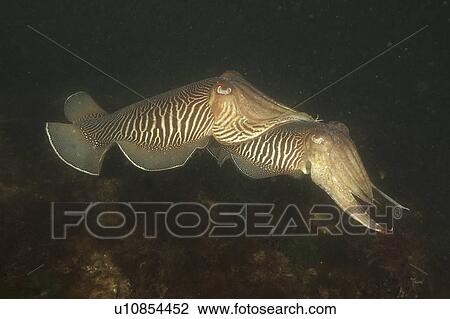 Stock Image - Cuttlefish (Sepia officinalis) Two mating. Babbacombe, Torquay, South Devon, UK. Fotosearch