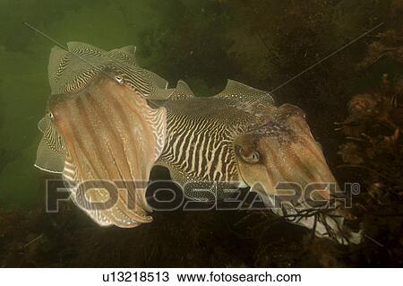 Stock Image - Cuttlefish (Sepia officinalis) Two feeding. Babbacombe, Torquay, South Devon, UK (rr). Fotosearch