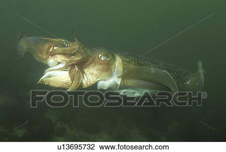 Cuttlefish (Sepia officinalis) Two mating head to head within minutes of first encounter. Babbacombe, Torquay, South Devon, UK View Large Photo Image Stock Image - Cuttlefish (Sepia officinalis) Two mating head to head within minutes of first encounter. Babbacombe, Torquay, South Devon, UK. Fotosearch