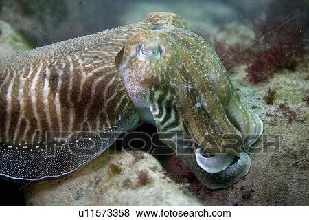 Stock Photo - Cuttlefish. UK. Fotosearch