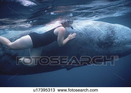 Stock Image - Cuviers Beaked Whale (Ziphiius cavirostris) rescue in Horta Harbour. Azores. Fotosearch