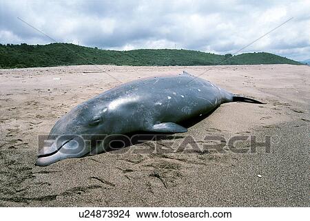 Cuvier's beaked whale (Ziphius cavirostris) part of a mass stranding which are becoming more regular and always occur after military exercises that use high level active sonars. Kyparissiakos Gulf, Greece, 1996. View Large Photo Image Picture - Cuvier's beaked whale (Ziphius cavirostris) part of a mass stranding which are becoming more regular and always occur after military exercises that use high level active sonars. Kyparissiakos Gulf, Greece, 1996.. Fotosearch