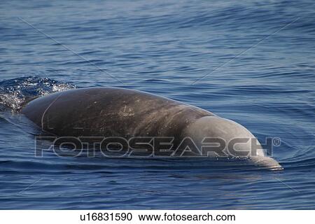 Stock Image - Cuvier's beaked whale (Ziphius cavirostris) at surface Azores, Atlantic Ocean. Fotosearch