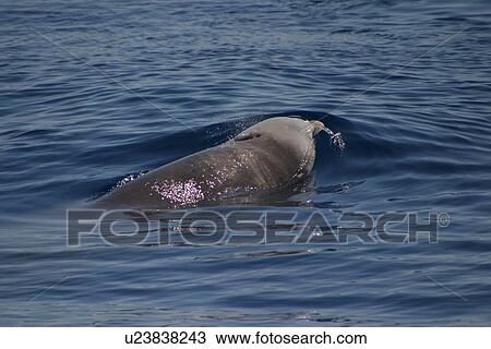 Stock Image - Cuvier's beaked whale (Ziphius cavirostris) surfacing to breathe, Azores, Portugal. Fotosearch