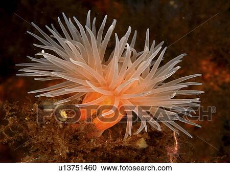 Dahlia Anemone (Urticina felina). Oban, Scotland, UK View Large Photo Image Stock Image - Dahlia Anemone (Urticina felina). Oban, Scotland, UK. Fotosearch