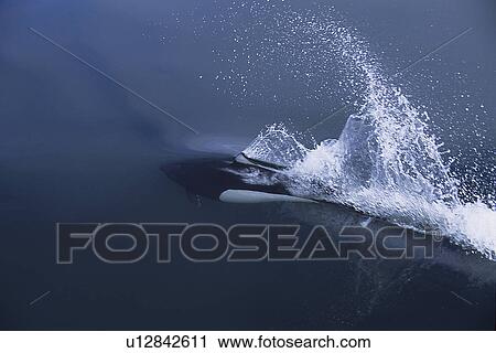 Dalls porpoise, Phocoenoides Dalli, swimming just below the surface, rooster tail, Monterey bay, California Pacific ocean, USA, national marine sanctuary View Large Photo Image Stock Image - Dalls porpoise, Phocoenoides Dalli, swimming just below the surface, rooster tail, Monterey bay, California Pacific ocean, USA, national marine sanctuary. Fotosearch