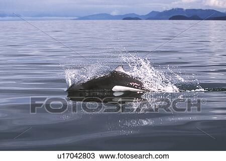 Dalls Porpoise (Phocoenoides dalli) surfacing with characteristic rooster tail splash. Icy Strait, Southeast Alaska, USA. Pacific Ocean. (rr) View Large Photo Image Stock Image - Dalls Porpoise (Phocoenoides dalli) surfacing with characteristic rooster tail splash. Icy Strait, Southeast Alaska, USA. Pacific Ocean. (rr). Fotosearch