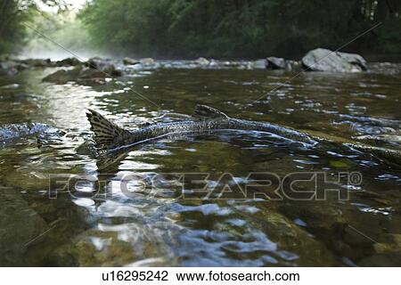Stock Image - Dead and dying pink salmon (Oncorhynchus gorbuscha) gathering after the spawn just outside of Sitka, Southeast Alaska, USA. Pacific Ocean. This salmon is also sometimes called the humpback or "humpie" due to the change in its form during spawning. (rr). Fotosearch