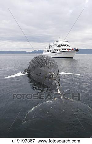 Stock Photo - Dead female humpback whale (Megaptera novaeangliae) calf encountered in Frederick Sound, Southeast Alaska. 56 58. 01' N 134 27. 2' W. Estimated length 25 feet. Polypropylene line wrapped around left pectoral fin and also in mouth. Tongue hanging out on righ. Fotosearch