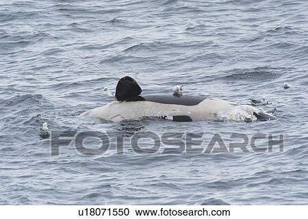 Dead Killer whale (Orcinus orca) floating at surface with scavenging fulmars, North Sea View Large Photo Image Stock Image - Dead Killer whale (Orcinus orca) floating at surface with scavenging fulmars, North Sea. Fotosearch