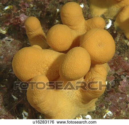 Stock Photograph - Dead Mens Fingers (Alcyonium digitatum), clump of yellow/orange dead men's fingers with polyps retracted, St Abbs, Scotland, UK North Sea. Fotosearch