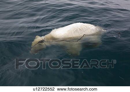 Dead polar bear cub (Ursus maritimus) found floating near multi-year ice floes in the Barents Sea off the eastern coast of EdgeÏya (Edge Island) in the Svalbard Archipelago, Norway. View Large Photo Image Stock Image - Dead polar bear cub (Ursus maritimus) found floating near multi-year ice floes in the Barents Sea off the eastern coast of EdgeÏya (Edge Island) in the Svalbard Archipelago, Norway.. Fotosearch