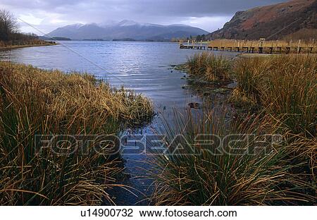 Stock Image - Derwent water, grasses in foreground, Skiddaw in background. Cumbria, UK. Fotosearch