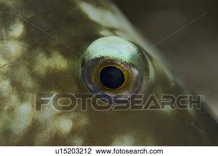 Stock Image - Detail of eye of snapper species of fish, Red Sea, Egypt. Fotosearch