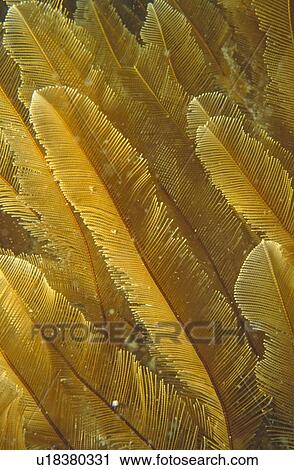 Stock Image - Detail of soft, golden Sea Pen. UK.. Fotosearch