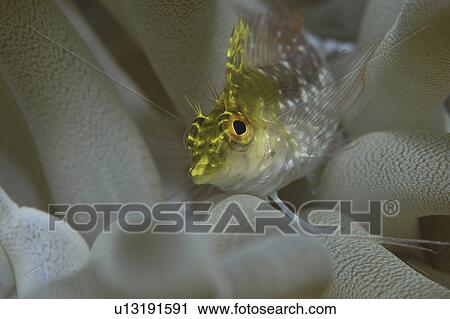 Stock Image - Diamond Blenny (Malacoctenus boehlkei) resting on corals nearby anemone, Cayman Islands, Caribbean. Fotosearch