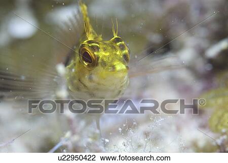 Diamond Blenny (Malacoctenus boehlkei) resting on corals nearby anemone, Cayman Islands, Caribbean View Large Photo Image Stock Image - Diamond Blenny (Malacoctenus boehlkei) resting on corals nearby anemone, Cayman Islands, Caribbean. Fotosearch