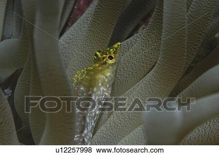Diamond Blenny (Malacoctenus boehlkei) resting on corals nearby anemone, Cayman Islands, Caribbean View Large Photo Image Stock Photo - Diamond Blenny (Malacoctenus boehlkei) resting on corals nearby anemone, Cayman Islands, Caribbean. Fotosearch