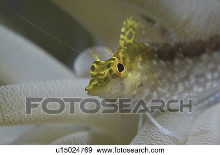 Stock Photo - Diamond Blenny (Malacoctenus boehlkei) resting on corals nearby anemone, Cayman Islands, Caribbean. Fotosearch