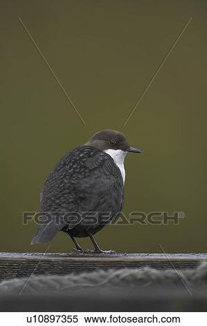 Stock Photography - Dipper (Cinclus cinclus) perching on pier. Dippers often perch on rocks, fence posts and piers surveying the water, calling or just having a good preen.. Argyll, Scotland. Fotosearch