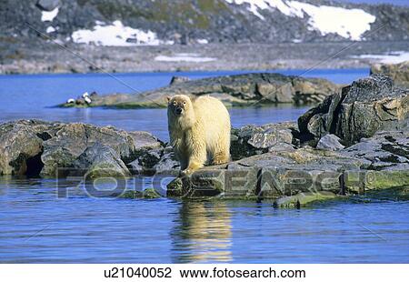 Stock Image -  'Dirty' face Polar Bear (Ursus Maritimus) standing on rocks. Hamilton bay, Raudfjord, Svalbard, High Norwegian Arctic.. Fotosearch