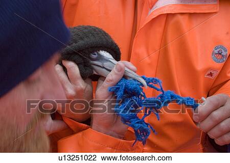 Stock Image - Disentangling juvenile gannet (Morus bassanus). Marine debris, possibly discarded fishing gear, made it impossible for this gannet to feed. Crew and clients on whale-watch boat come to its aid. Gannet released successfully. Hebrides, Scotland. Fotosearch