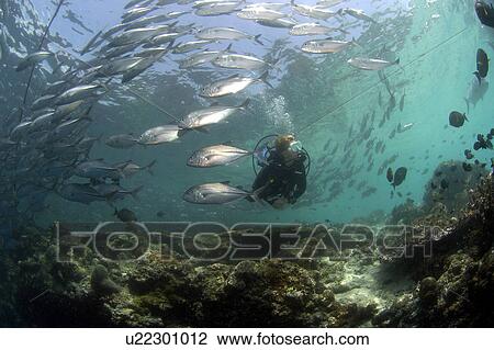 Diver amongst school of Bigeye Trevally (Caranx sexfasciatus). Malaysia View Large Photo Image Stock Image - Diver amongst school of Bigeye Trevally (Caranx sexfasciatus). Malaysia. Fotosearch