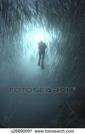 Stock Photo - Diver amongst shoal of Black fin Barracuda (Sphyraena barracuda) Barracuda Point, Sipadan Island, Borneo, Malaysia. Fotosearch