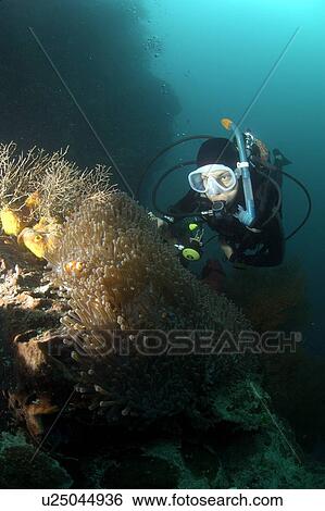 Diver and anenome/clownfish. Borneo, Malaysia View Large Photo Image Stock Photograph - Diver and anenome/clownfish. Borneo, Malaysia. Fotosearch