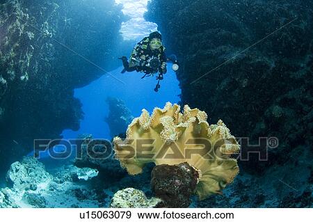 Diver and coral (Sarcophyton sp) in cave system with blue background, Egyptian Red Sea 30-9-07 View Large Photo Image Stock Photo - Diver and coral (Sarcophyton sp) in cave system with blue background, Egyptian Red Sea 30-9-07. Fotosearch