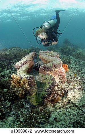 Diver and Giant Clam (Tridacna sp). Malaysia View Large Photo Image Stock Image - Diver and Giant Clam (Tridacna sp). Malaysia. Fotosearch
