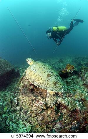Diver and Green Turtle (Chelonia mydas). Borneo, Malaysia View Large Photo Image Picture - Diver and Green Turtle (Chelonia mydas). Borneo, Malaysia. Fotosearch