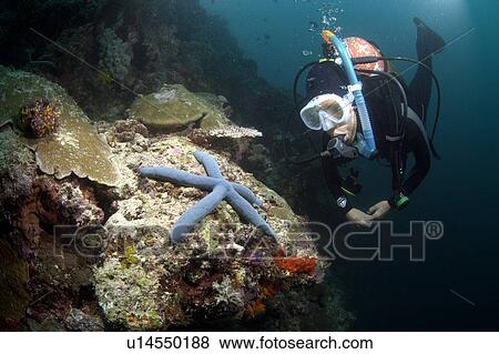 Diver and Sea Star (Linckia laevigata). Borneo, Malaysia View Large Photo Image Stock Photo - Diver and Sea Star (Linckia laevigata). Borneo, Malaysia. Fotosearch