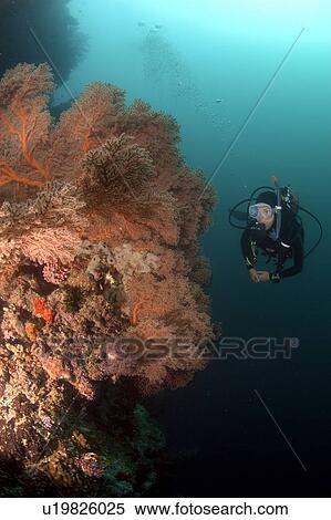 Diver and Seafans (Gorgonia sp). Borneo, Malaysia View Large Photo Image Stock Photography - Diver and Seafans (Gorgonia sp). Borneo, Malaysia. Fotosearch