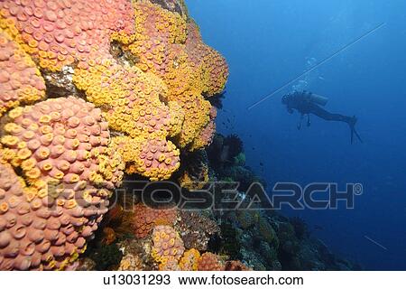 Diver explores the reef wall covered with orange cup coral, Tubastrea sp., Coconut point, Apo island Marine Reserve, Philippines View Large Photo Image Stock Image - Diver explores the reef wall covered with orange cup coral, Tubastrea sp., Coconut point, Apo island Marine Reserve, Philippines. Fotosearch