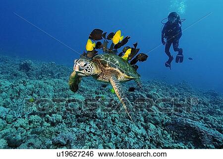 Stock Photograph - Diver observes as green sea turtle, Chelonia mydas, gets cleaned by yellow tangs, Zebrasoma flavescens and lined bristletooth, Ctenochaetus striatus, Kailua-Kona, Hawaii, (N. Pacific). Fotosearch