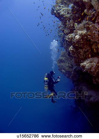 Diver observing coral wall. Shark observatory, Sharm El Sheikh, South Sinai, Red Sea, Egypt. View Large Photo Image Stock Photograph - Diver observing coral wall. Shark observatory, Sharm El Sheikh, South Sinai, Red Sea, Egypt.. Fotosearch