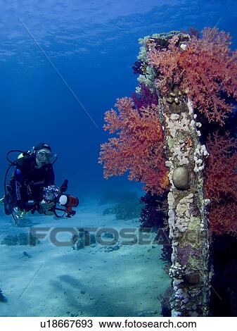 Stock Image - Diver observing soft corals growing on the remains of a cargo container. Shark and Yolanda, Sharm El Sheikh, South Sinai, Red Sea, Egypt.. Fotosearch