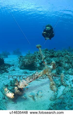 Diver over unidentified ship's anchor, Maria La Gorda, Cuba, Caribbean View Large Photo Image Stock Photo - Diver over unidentified ship's anchor, Maria La Gorda, Cuba, Caribbean. Fotosearch