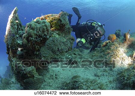 Diver using torch amidst corals, sea fans and sponges, Grand Cayman Island, Cayman Islands, Caribbean View Large Photo Image Stock Image - Diver using torch amidst corals, sea fans and sponges, Grand Cayman Island, Cayman Islands, Caribbean. Fotosearch