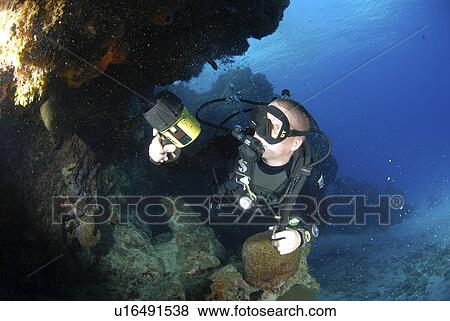 Diver using torch amidst corals, sea fans and sponges, Grand Cayman Island, Cayman Islands, Caribbean View Large Photo Image Stock Photo - Diver using torch amidst corals, sea fans and sponges, Grand Cayman Island, Cayman Islands, Caribbean. Fotosearch