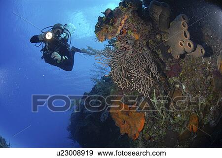 Diver using torch amidst corals, sea fans and sponges, Grand Cayman Island, Cayman Islands, Caribbean View Large Photo Image Stock Photo - Diver using torch amidst corals, sea fans and sponges, Grand Cayman Island, Cayman Islands, Caribbean. Fotosearch