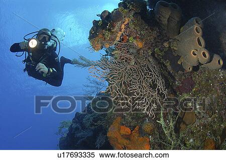 Diver using torch amidst corals, sea fans and sponges, Grand Cayman Island, Cayman Islands, Caribbean View Large Photo Image Stock Photography - Diver using torch amidst corals, sea fans and sponges, Grand Cayman Island, Cayman Islands, Caribbean. Fotosearch