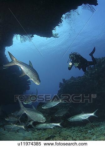 Stock Photography - Diver using torch amidst school of tarpon (Megalops atlanticus), Grand Cayman Island, Cayman Islands, Caribbean. Fotosearch