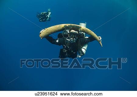 Picture - Diver with a recovered tusk. Red Sea, Egypt.. Fotosearch