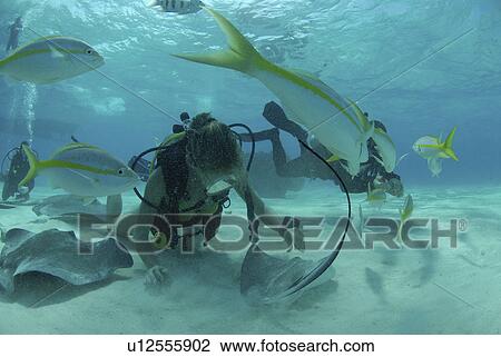 Diver with Sting rays, Stingray City Sandbar, Grand Cayman Island, Cayman Islands, Caribbean View Large Photo Image Stock Image - Diver with Sting rays, Stingray City Sandbar, Grand Cayman Island, Cayman Islands, Caribbean. Fotosearch