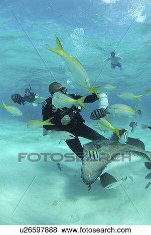 Stock Photo - Diver with Sting rays, Stingray City Sandbar, Grand Cayman Island, Cayman Islands, Caribbean. Fotosearch