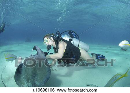 Diver with Sting rays, Stingray City Sandbar, Grand Cayman Island, Cayman Islands, Caribbean View Large Photo Image Stock Photograph - Diver with Sting rays, Stingray City Sandbar, Grand Cayman Island, Cayman Islands, Caribbean. Fotosearch